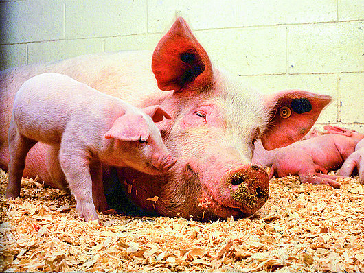Glückliche Sau liegt auf Boden und daneben steht das kleine Ferkel