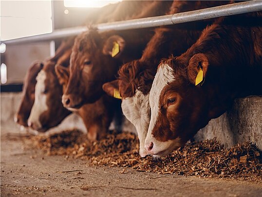 Vier Kälber fressen in einem Kuhstall Silage