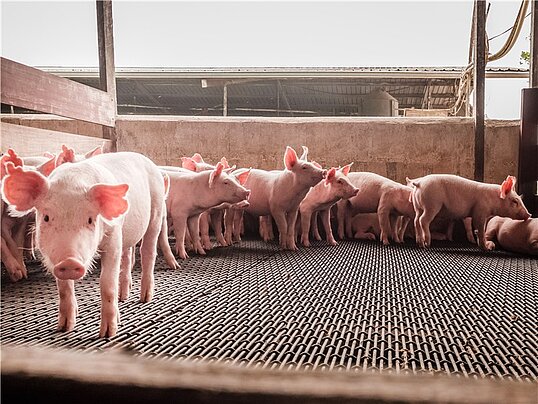 Mehrere Ferkel stehen in einer Bucht im Sonnenschein