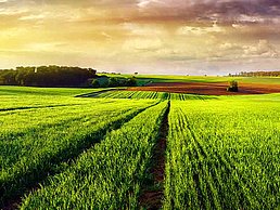 Landschaft mit Weizenfelder.