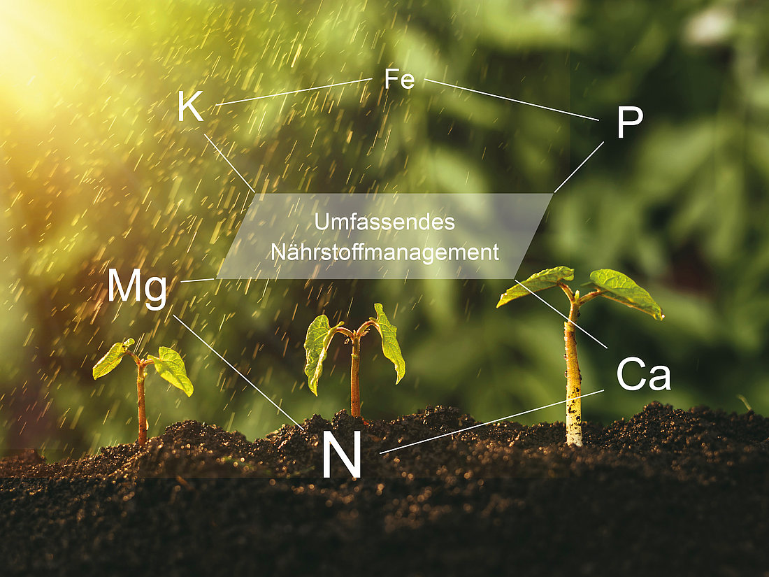 Ein Diagramm aus chemischen Elementen vor drei jungen Pflanzen in der Erde
