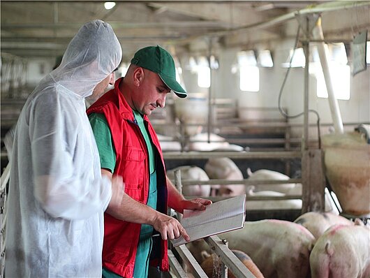 In einem Schweinestall erklärt ein Landwirt einem Tierarzt etwas auf einem Klemmbrett