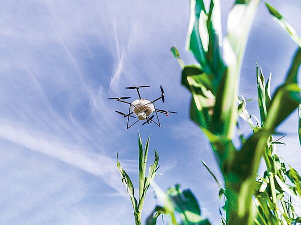 NEXT Farming Drohne mit Schlupfwespen-Larven in Kapseln, fotografiert aus der Froschperspektive über einem Mais-Feld
