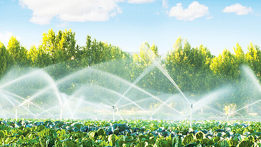 Mehrere Sprinkleranlagen, die einen Kohlbestand bewässern 