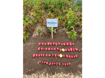 Dunkelrote Kartoffeln der Sorte Macarena auf der PotatoEurope 2022