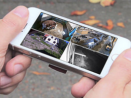 Smartphone in Hand mit Anzeige von Überwachungsbildern der FarmCam Mobility von Luda.Farm.