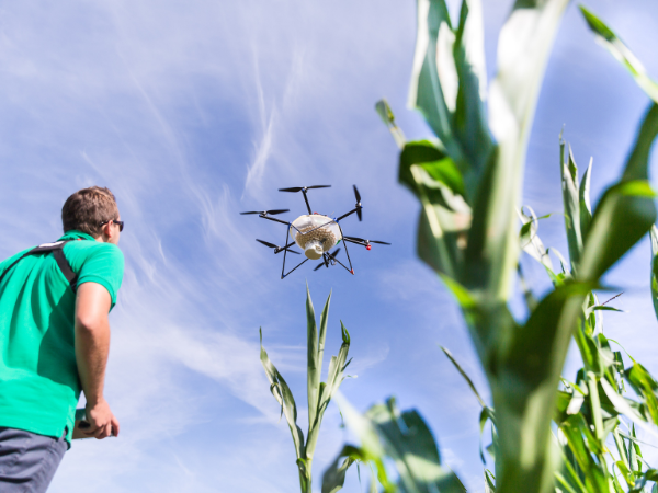 Mann steuert Drohne mit Schlupfwespen über ein Maisfeld, Aufnahme aus der Froschperspektive
