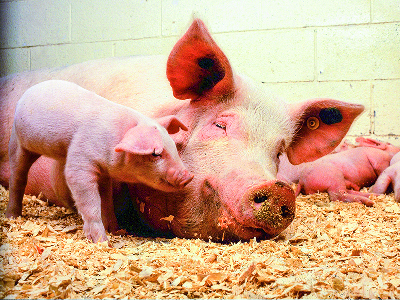 Glückliche Sau liegt auf Boden und daneben steht das kleine Ferkel
