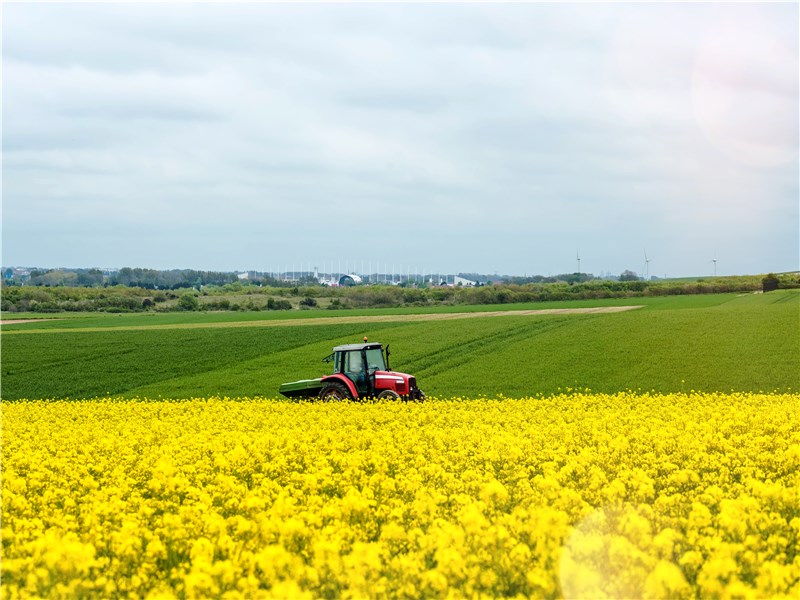 Traktor mit Düngerstreuer fährt auf einem blühendem Rapsfeld