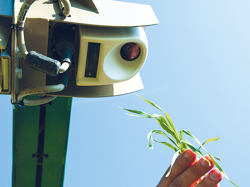 Eine Hand hält eine junge Weizenpflanze vor den Stickstoffsensor des GreenSeeker.